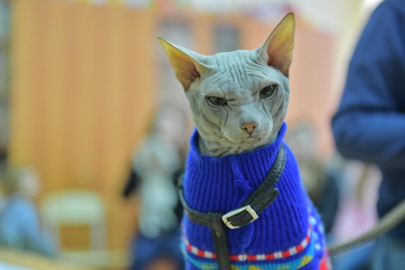 Выставка кошек